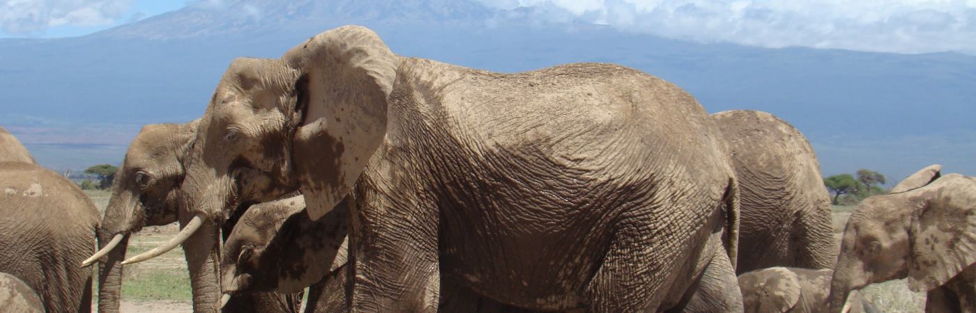 Amboseli National Park Safari Guide: Land of Giants