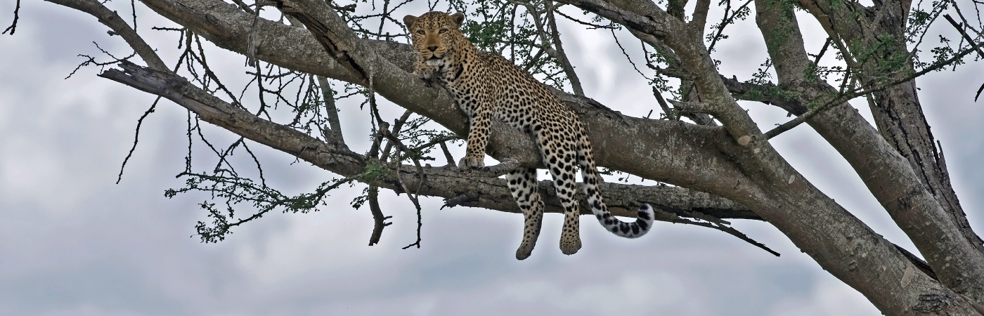 Nairobi National Park
