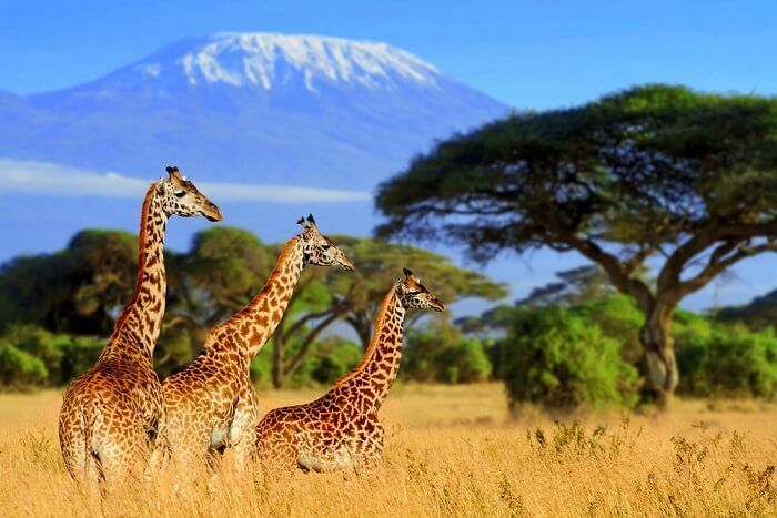 Top 20 Things to Do in Kenya