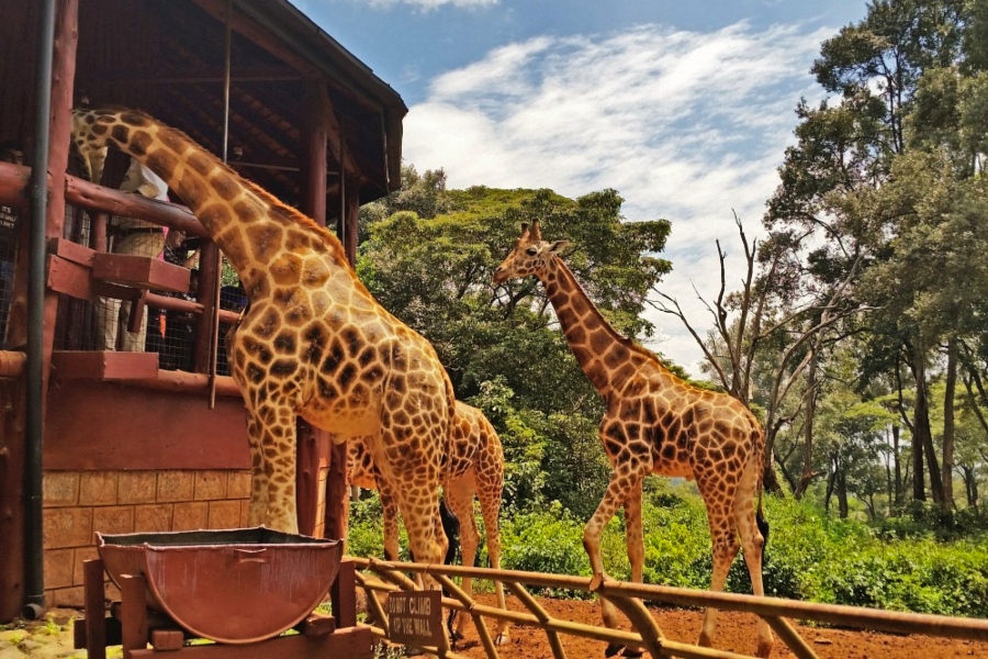 Nairobi: Sheldrick Elephant Orphanage & Giraffe Tour